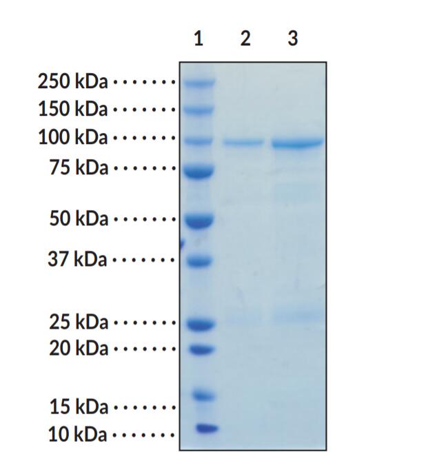 Lane 1: MW Markers; Lane 2: SIRT1 (2 μg); Lane 3: SIRT1 (4 μg). Representative gel image shown; actual purity may vary between each batch.